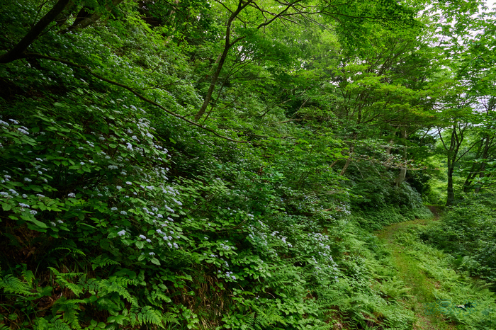 お写ん歩: Nikon NIKKOR Z 14-30mm f/4 Sアーカイブ